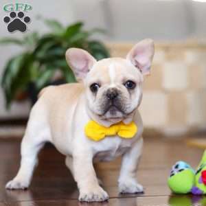 Toby, French Bulldog Puppy